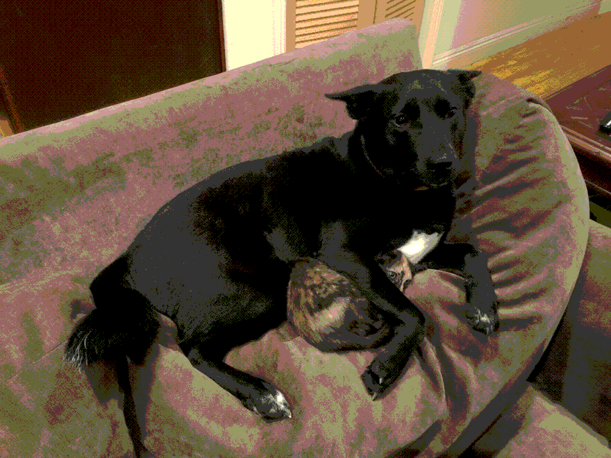 A Dog Protected A Kitten During A Lightning Storm, And Here’s How The Internet Responded A Dog Protected A Kitten During A Lightning Storm, And Here’s How The Internet Responded