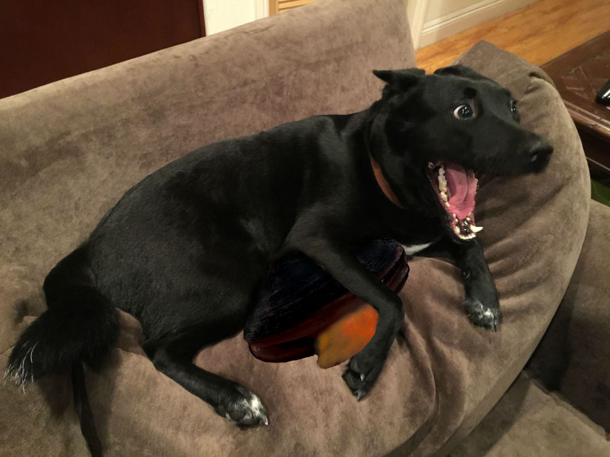 A Dog Protected A Kitten During A Lightning Storm, And Here’s How The Internet Responded A Dog Protected A Kitten During A Lightning Storm, And Here’s How The Internet Responded