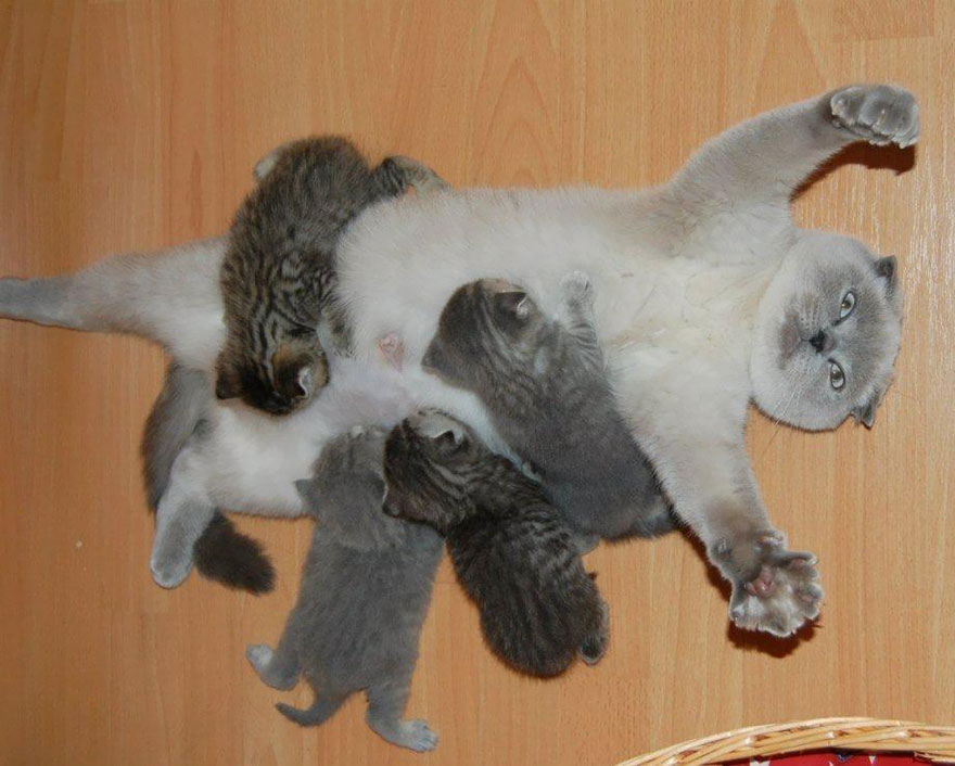 This Cat&#8217;s Face Perfectly Shows How It Feels To Be A New Mother