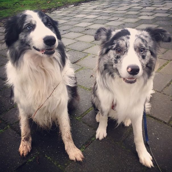 Dogs In Amsterdam Dogs In Amsterdam