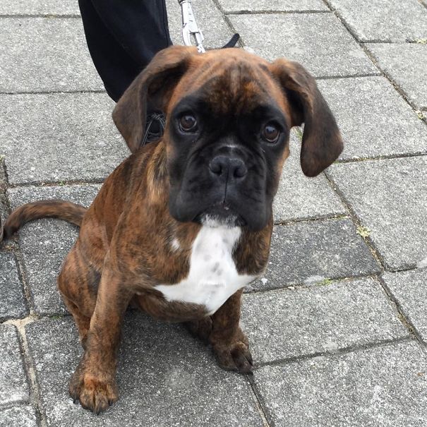 Dogs In Amsterdam Dogs In Amsterdam