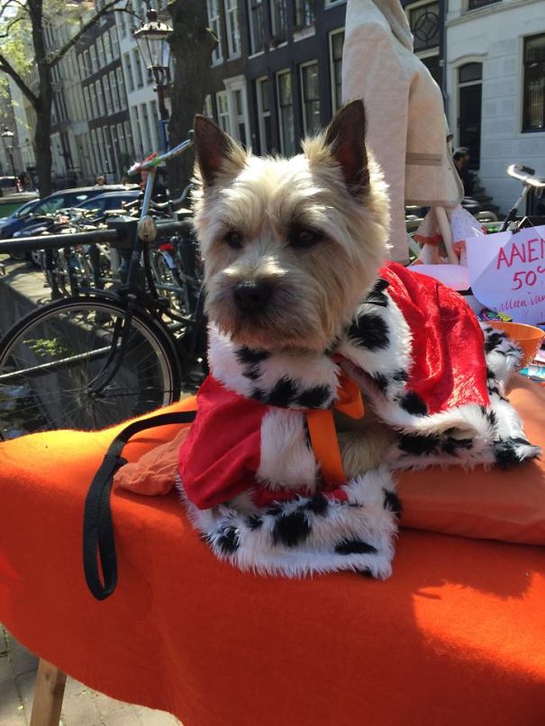 Dogs In Amsterdam Dogs In Amsterdam