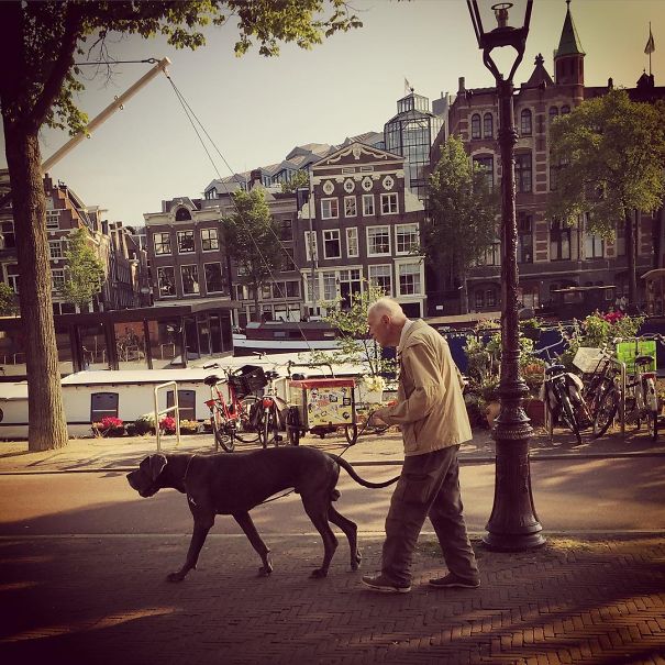 Dogs In Amsterdam Dogs In Amsterdam