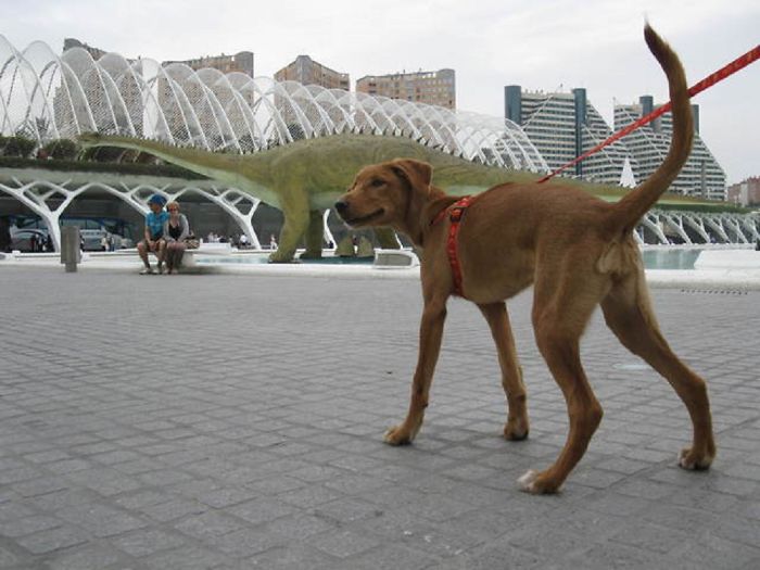 43 Perfectly Timed Photos That Turn Dogs Into Giants 43 Perfectly Timed Photos That Turn Dogs Into Giants