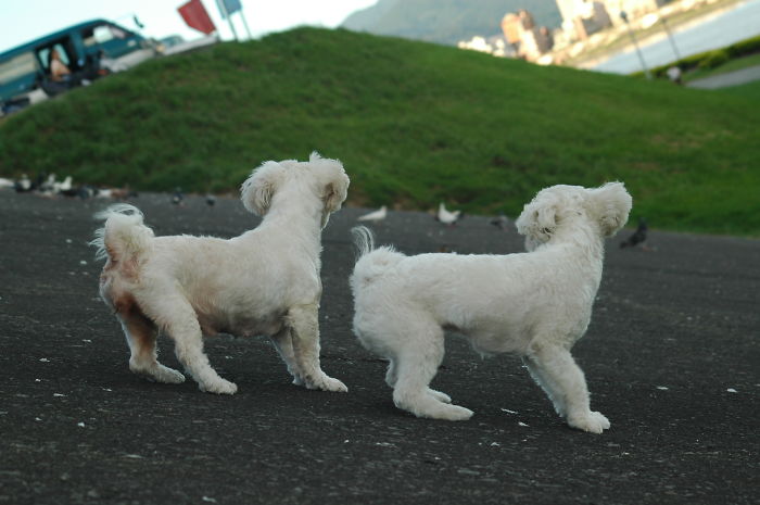 43 Perfectly Timed Photos That Turn Dogs Into Giants 43 Perfectly Timed Photos That Turn Dogs Into Giants