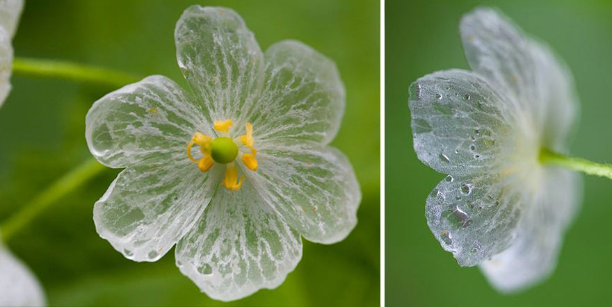 Skeleton Flower: A Complete Guide on How to Grow and Care for It Skeleton Flower: A Complete Guide on How to Grow and Care for It