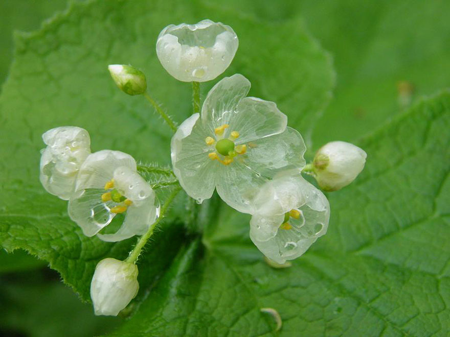 Skeleton Flower: A Complete Guide on How to Grow and Care for It Skeleton Flower: A Complete Guide on How to Grow and Care for It
