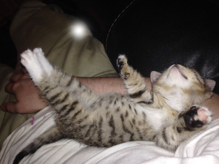 170 Sleepy Kittens Doing What They Do Best – Sleep 170 Sleepy Kittens Doing What They Do Best – Sleep