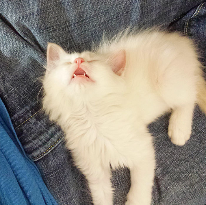 170 Sleepy Kittens Doing What They Do Best – Sleep 170 Sleepy Kittens Doing What They Do Best – Sleep