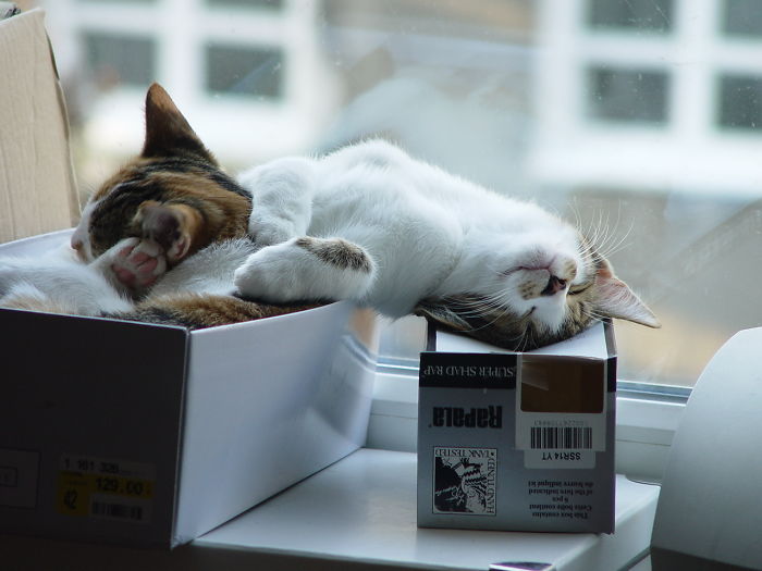 170 Sleepy Kittens Doing What They Do Best – Sleep 170 Sleepy Kittens Doing What They Do Best – Sleep