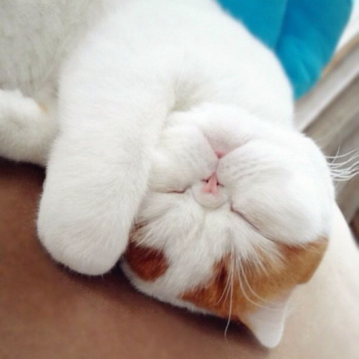 170 Sleepy Kittens Doing What They Do Best – Sleep 170 Sleepy Kittens Doing What They Do Best – Sleep