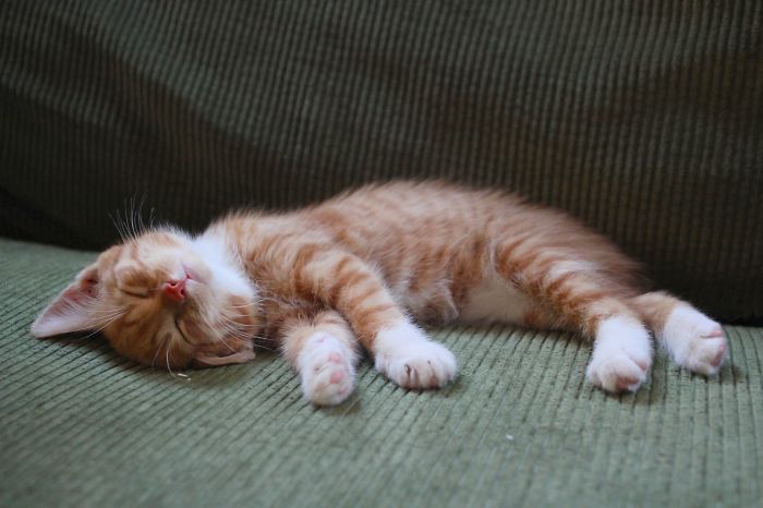 170 Sleepy Kittens Doing What They Do Best – Sleep 170 Sleepy Kittens Doing What They Do Best – Sleep