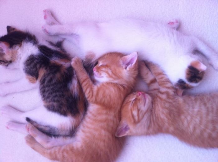 170 Sleepy Kittens Doing What They Do Best – Sleep 170 Sleepy Kittens Doing What They Do Best – Sleep