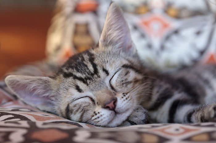 170 Sleepy Kittens Doing What They Do Best – Sleep 170 Sleepy Kittens Doing What They Do Best – Sleep