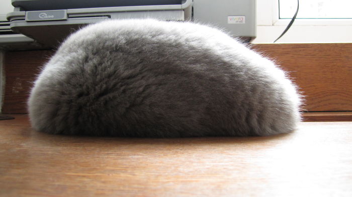 170 Sleepy Kittens Doing What They Do Best – Sleep 170 Sleepy Kittens Doing What They Do Best – Sleep