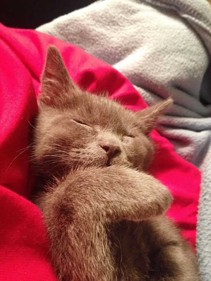 170 Sleepy Kittens Doing What They Do Best – Sleep 170 Sleepy Kittens Doing What They Do Best – Sleep