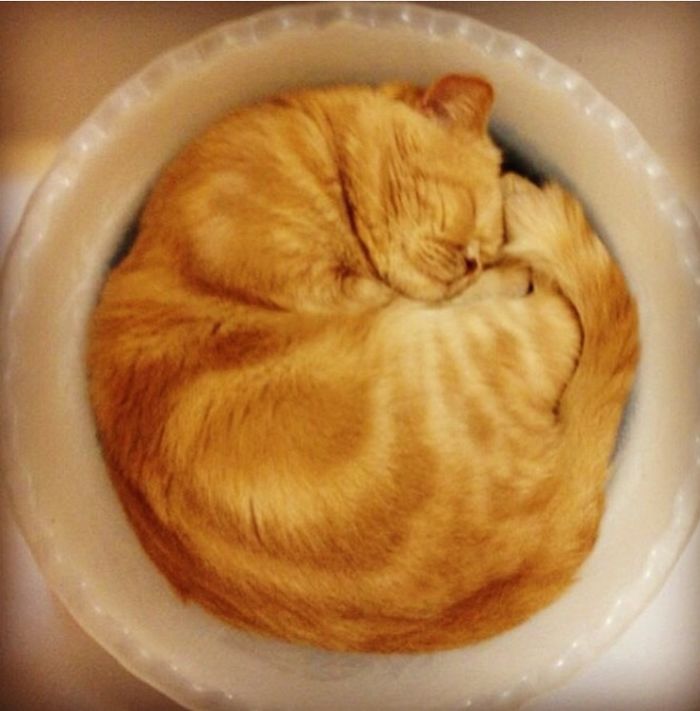 170 Sleepy Kittens Doing What They Do Best – Sleep 170 Sleepy Kittens Doing What They Do Best – Sleep