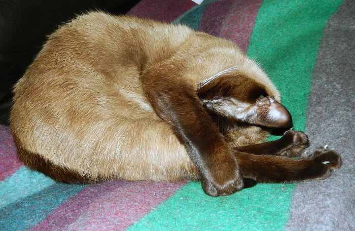 170 Sleepy Kittens Doing What They Do Best – Sleep 170 Sleepy Kittens Doing What They Do Best – Sleep