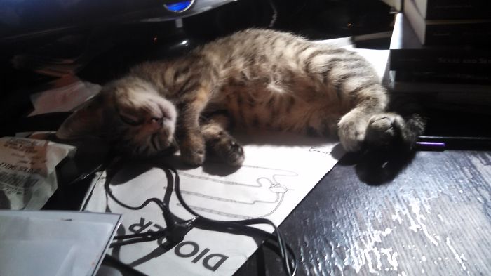 170 Sleepy Kittens Doing What They Do Best – Sleep 170 Sleepy Kittens Doing What They Do Best – Sleep