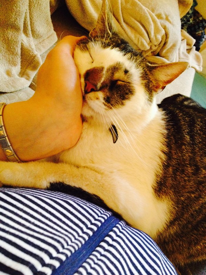 170 Sleepy Kittens Doing What They Do Best – Sleep 170 Sleepy Kittens Doing What They Do Best – Sleep