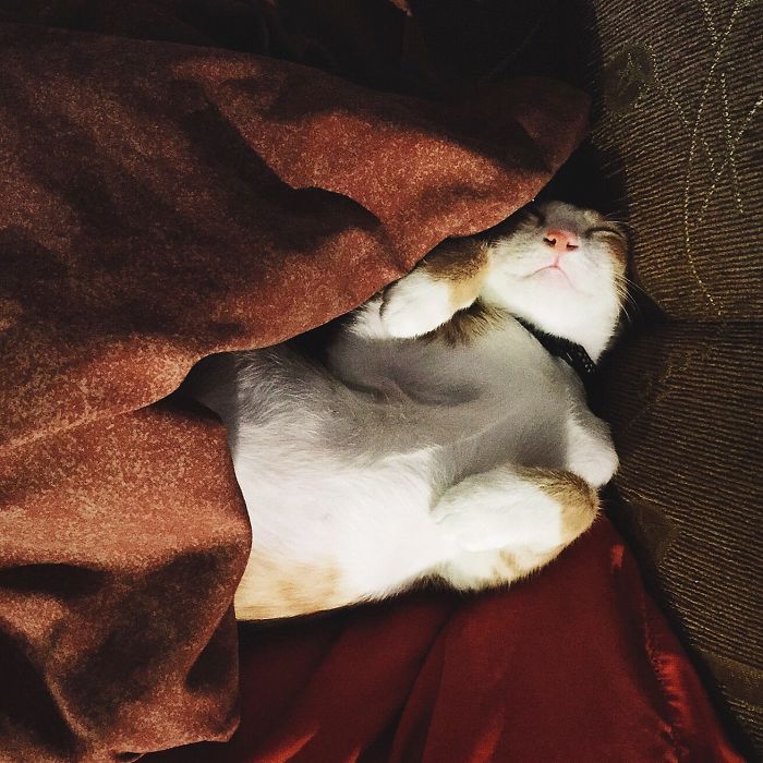 170 Sleepy Kittens Doing What They Do Best – Sleep 170 Sleepy Kittens Doing What They Do Best – Sleep