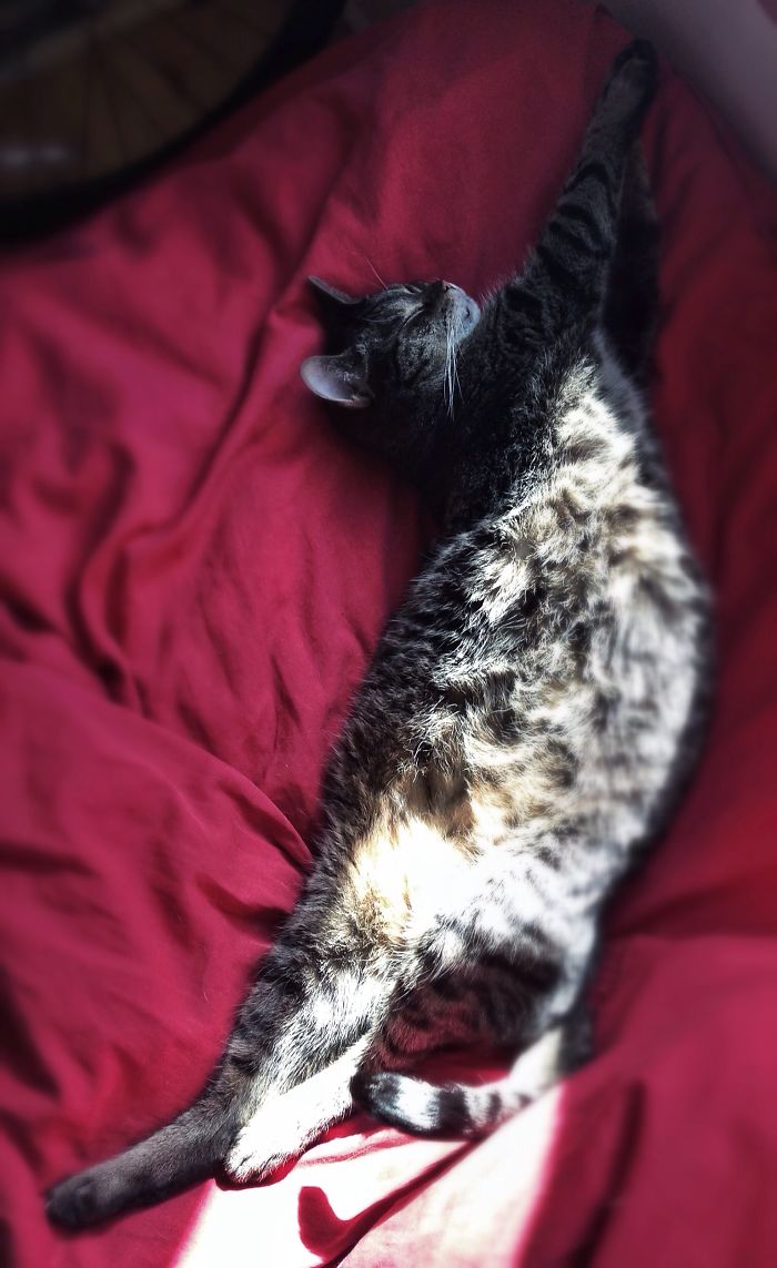 170 Sleepy Kittens Doing What They Do Best – Sleep 170 Sleepy Kittens Doing What They Do Best – Sleep