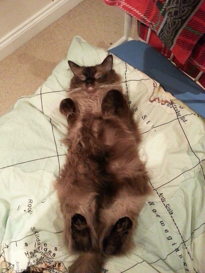 170 Sleepy Kittens Doing What They Do Best – Sleep 170 Sleepy Kittens Doing What They Do Best – Sleep