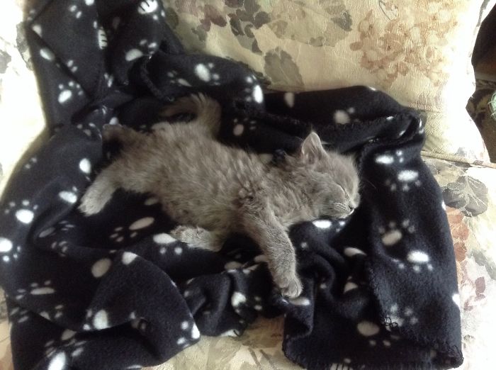 170 Sleepy Kittens Doing What They Do Best – Sleep 170 Sleepy Kittens Doing What They Do Best – Sleep