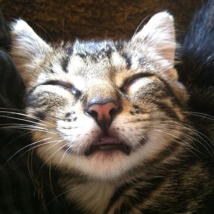 170 Sleepy Kittens Doing What They Do Best – Sleep 170 Sleepy Kittens Doing What They Do Best – Sleep