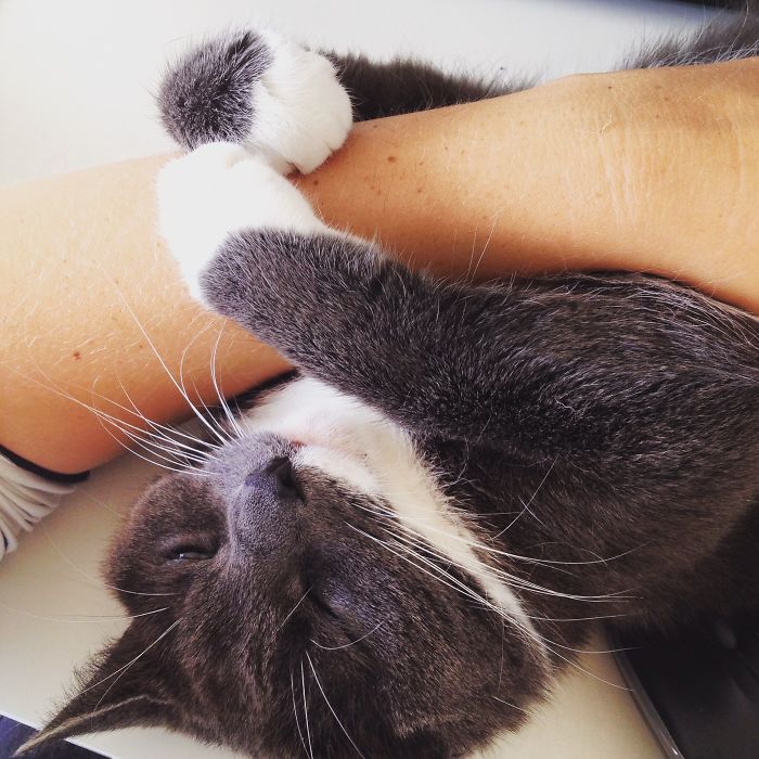 170 Sleepy Kittens Doing What They Do Best – Sleep 170 Sleepy Kittens Doing What They Do Best – Sleep