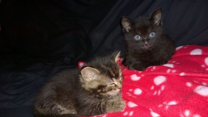 170 Sleepy Kittens Doing What They Do Best – Sleep 170 Sleepy Kittens Doing What They Do Best – Sleep