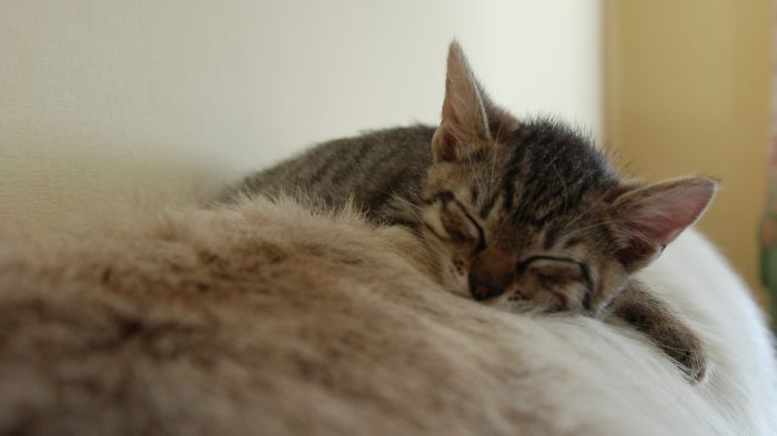 170 Sleepy Kittens Doing What They Do Best – Sleep 170 Sleepy Kittens Doing What They Do Best – Sleep