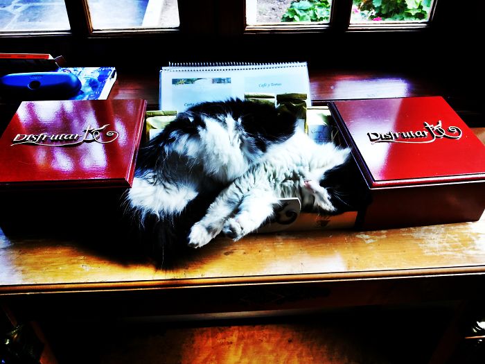 170 Sleepy Kittens Doing What They Do Best – Sleep 170 Sleepy Kittens Doing What They Do Best – Sleep