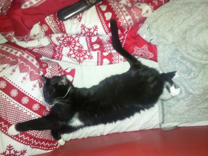 170 Sleepy Kittens Doing What They Do Best – Sleep 170 Sleepy Kittens Doing What They Do Best – Sleep