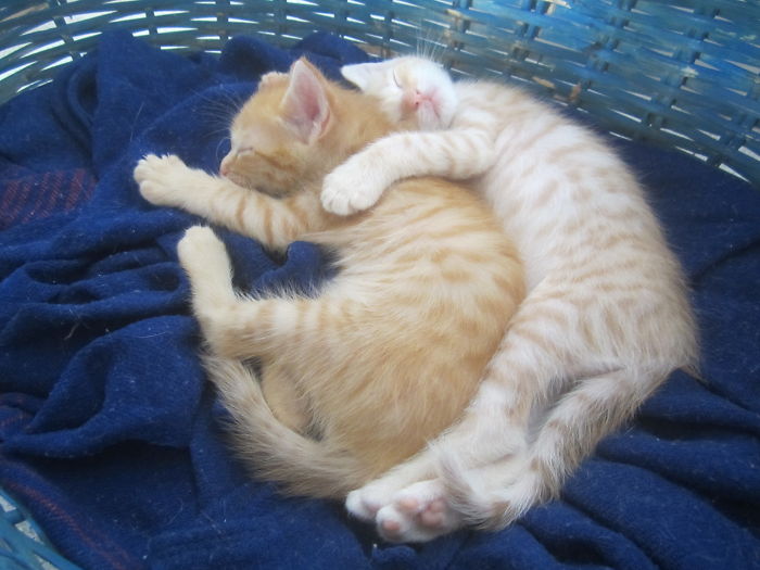 170 Sleepy Kittens Doing What They Do Best – Sleep 170 Sleepy Kittens Doing What They Do Best – Sleep