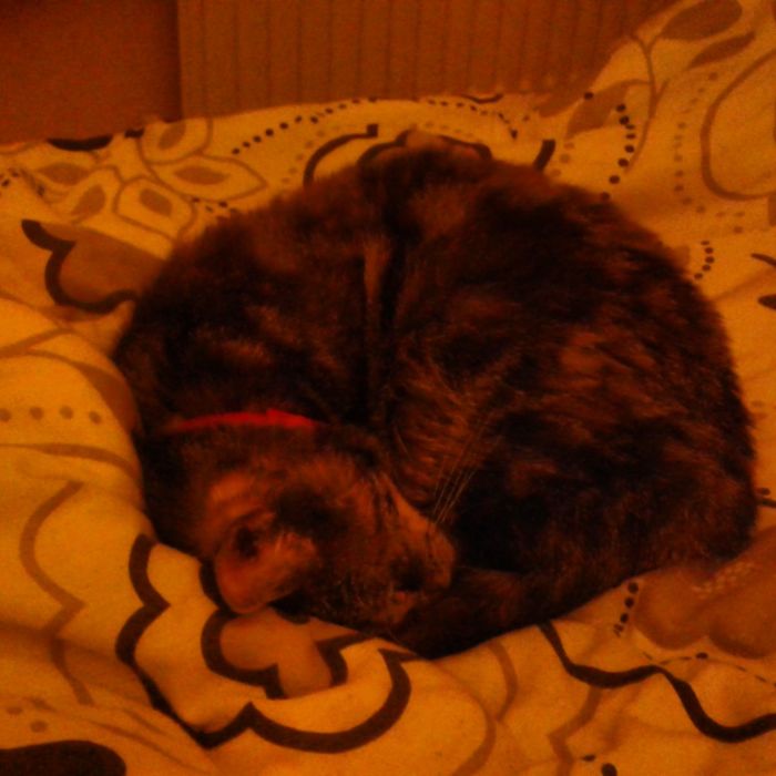 170 Sleepy Kittens Doing What They Do Best – Sleep 170 Sleepy Kittens Doing What They Do Best – Sleep