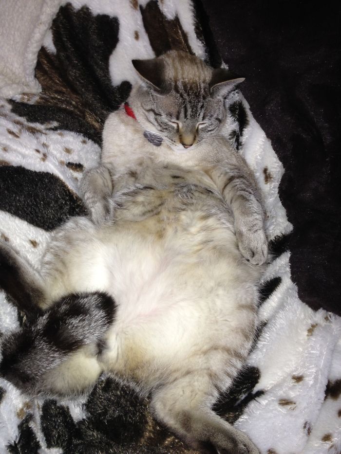 170 Sleepy Kittens Doing What They Do Best – Sleep 170 Sleepy Kittens Doing What They Do Best – Sleep