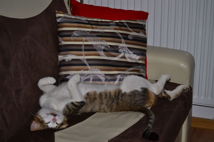 170 Sleepy Kittens Doing What They Do Best – Sleep 170 Sleepy Kittens Doing What They Do Best – Sleep