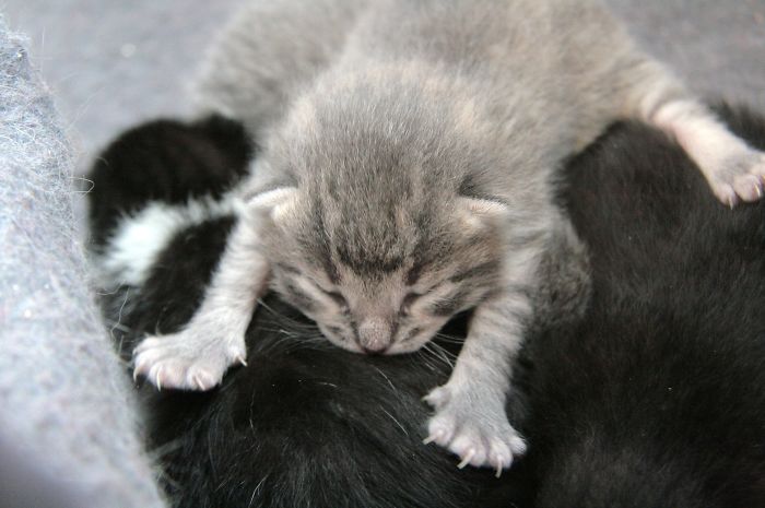 170 Sleepy Kittens Doing What They Do Best – Sleep 170 Sleepy Kittens Doing What They Do Best – Sleep