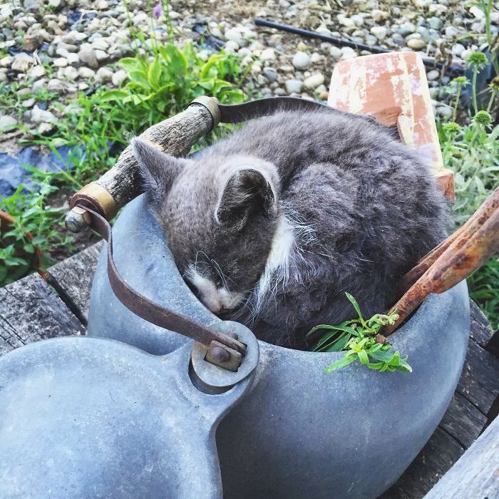 170 Sleepy Kittens Doing What They Do Best – Sleep 170 Sleepy Kittens Doing What They Do Best – Sleep