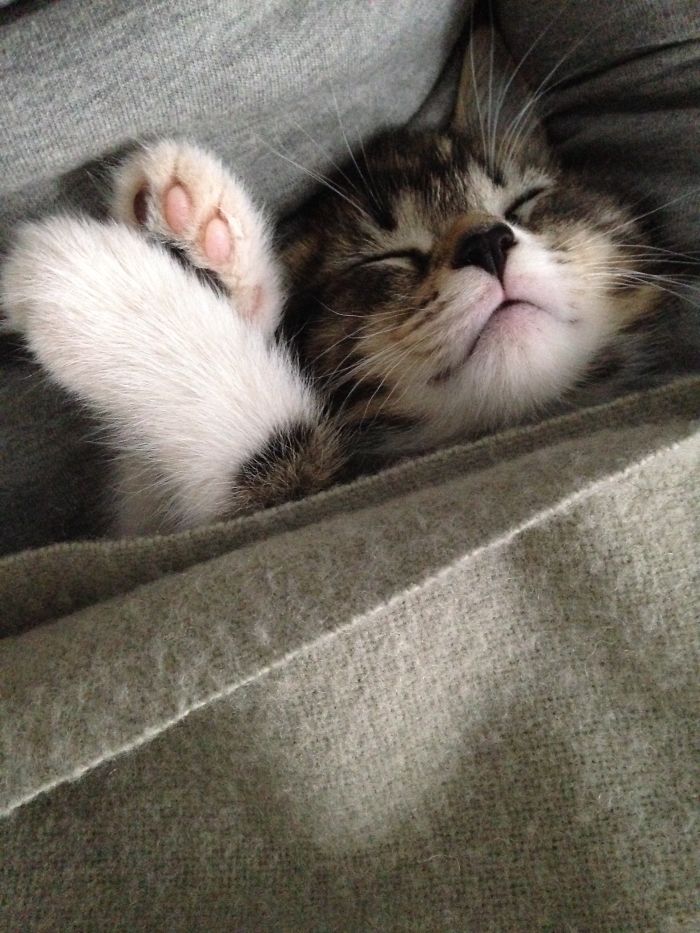 170 Sleepy Kittens Doing What They Do Best – Sleep 170 Sleepy Kittens Doing What They Do Best – Sleep