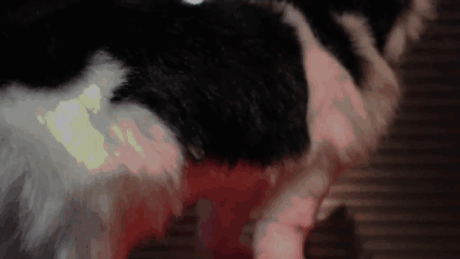 This Ass-cessory Turns Your Cat’s Butt Into A Glittering Jewel This Ass-cessory Turns Your Cat’s Butt Into A Glittering Jewel