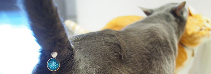 This Ass-cessory Turns Your Cat’s Butt Into A Glittering Jewel This Ass-cessory Turns Your Cat’s Butt Into A Glittering Jewel