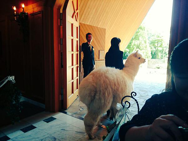This Wedding Hall In Japan Will Loan You An Alpaca To Act As The Witness At Your Wedding