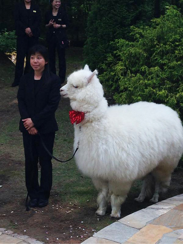 This Wedding Hall In Japan Will Loan You An Alpaca To Act As The Witness At Your Wedding