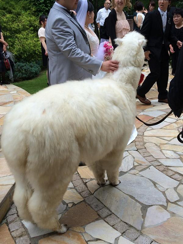 This Wedding Hall In Japan Will Loan You An Alpaca To Act As The Witness At Your Wedding