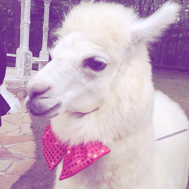 This Wedding Hall In Japan Will Loan You An Alpaca To Act As The Witness At Your Wedding