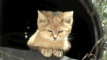 Sand Cats: Where The Adults Are Kittens And The Kittens Are Also Kittens
