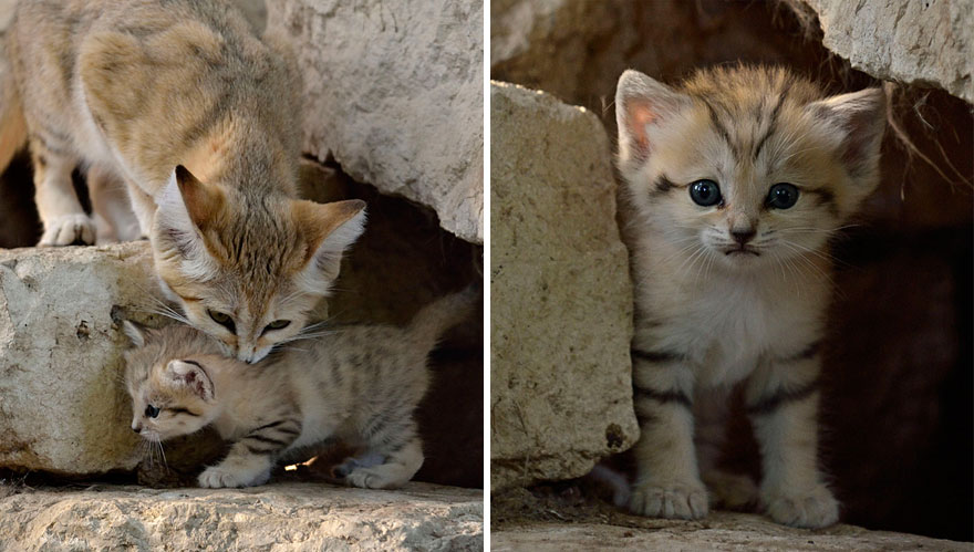 Sand Cats: Where The Adults Are Kittens And The Kittens Are Also Kittens