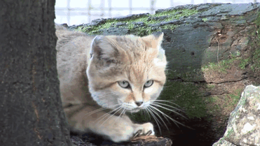 Sand Cats: Where The Adults Are Kittens And The Kittens Are Also Kittens